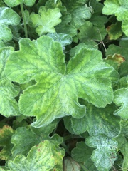 Pelargonium tomentosum