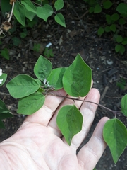 Syringa vulgaris