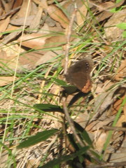 Gyrocheilus patrobas