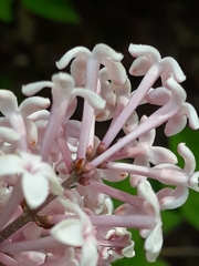 Syringa vulgaris