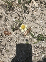 Bidens alba