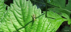 Megaulacobothrus aethalinus