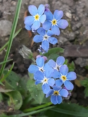Myosotis