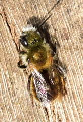 Osmia