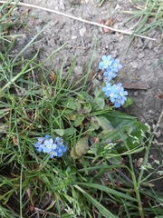 Myosotis