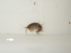 Gammarus fossarum