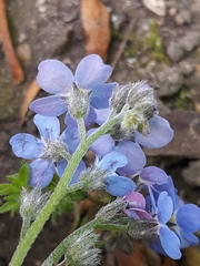 Myosotis