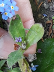 Myosotis