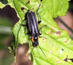 Cantharis obscura