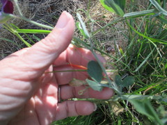 Lathyrus hirsutus