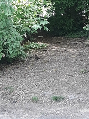 Turdus merula