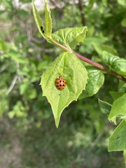 Harmonia axyridis