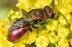 Chrysidinae