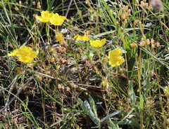 Potentilla humifusa