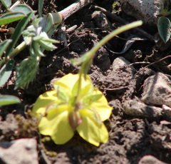 Potentilla humifusa