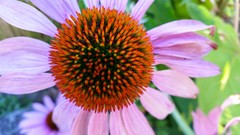 Echinacea purpurea