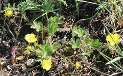 Potentilla humifusa