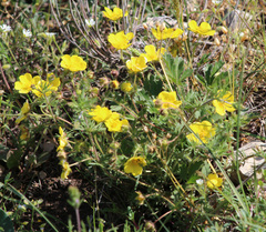 Potentilla humifusa