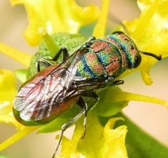Chrysidinae