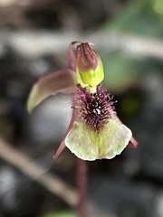 Chiloglottis curviclavia