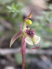Chiloglottis curviclavia