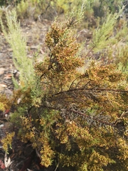 Dicerothamnus