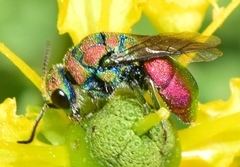 Chrysidinae