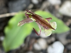 Chiloglottis curviclavia
