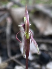 Chiloglottis curviclavia