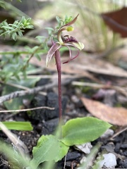 Chiloglottis curviclavia