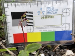 Chiloglottis curviclavia