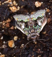 Behrensia conchiformis