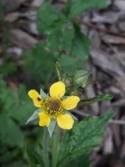 Geum urbanum
