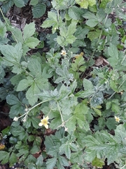 Geum urbanum