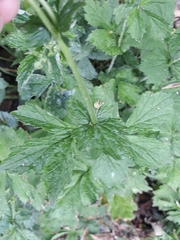 Geum urbanum