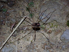 Forsteropsalis inconstans