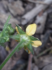 Geum urbanum