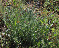 Psephellus galushkoi