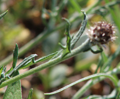 Psephellus galushkoi