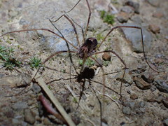 Forsteropsalis inconstans