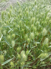 Eremopyrum orientale