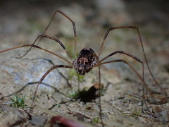 Forsteropsalis inconstans