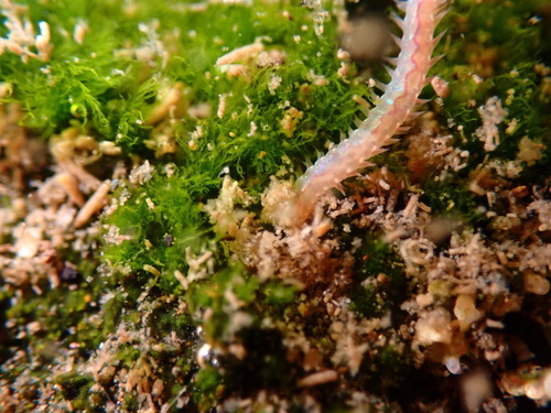 Namalycastis hawaiiensis, 2022-03-30