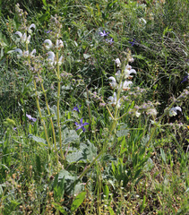 Salvia verbascifolia