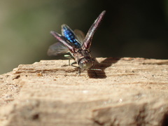 Agrilus quadriguttatus