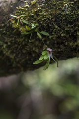Specklinia cactantha