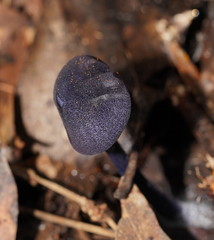 Entoloma panniculus