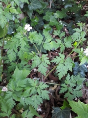 Geranium robertianum