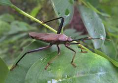 Notobitus