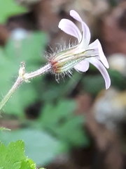 Geranium robertianum